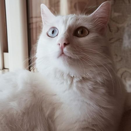 The White Cat Villa Nápoly Kültér fotó