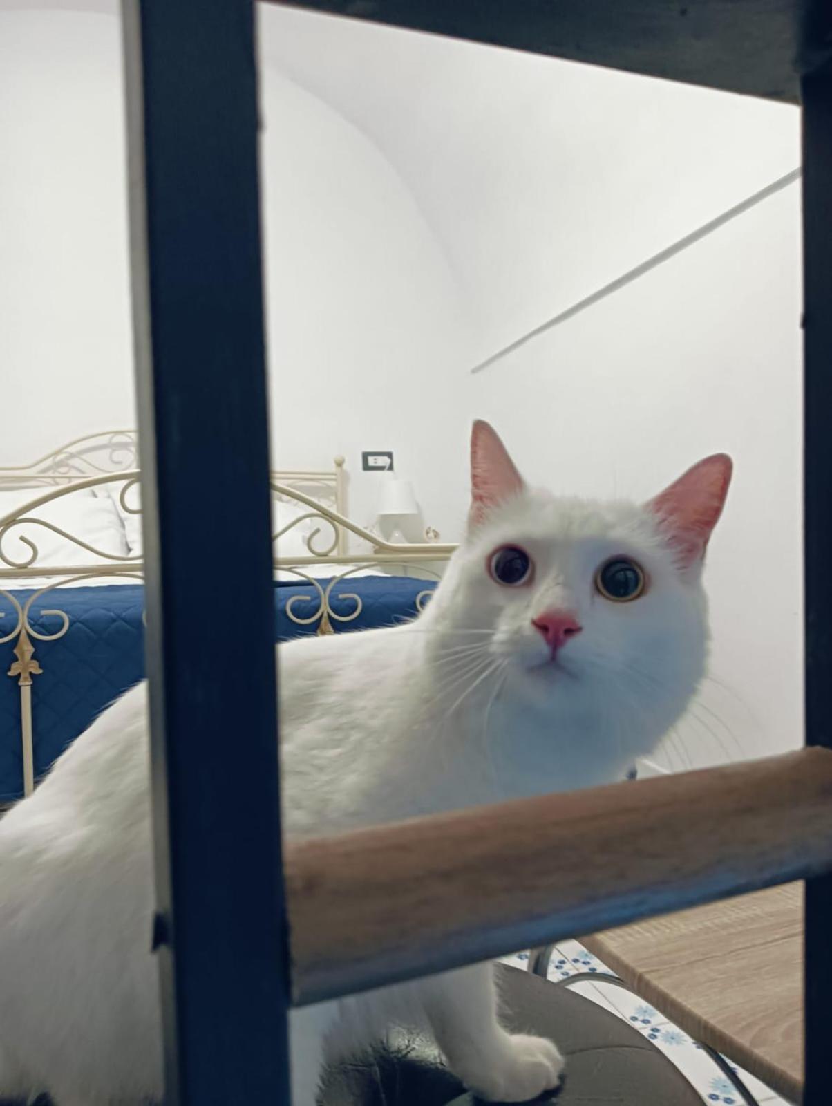 The White Cat Villa Nápoly Kültér fotó